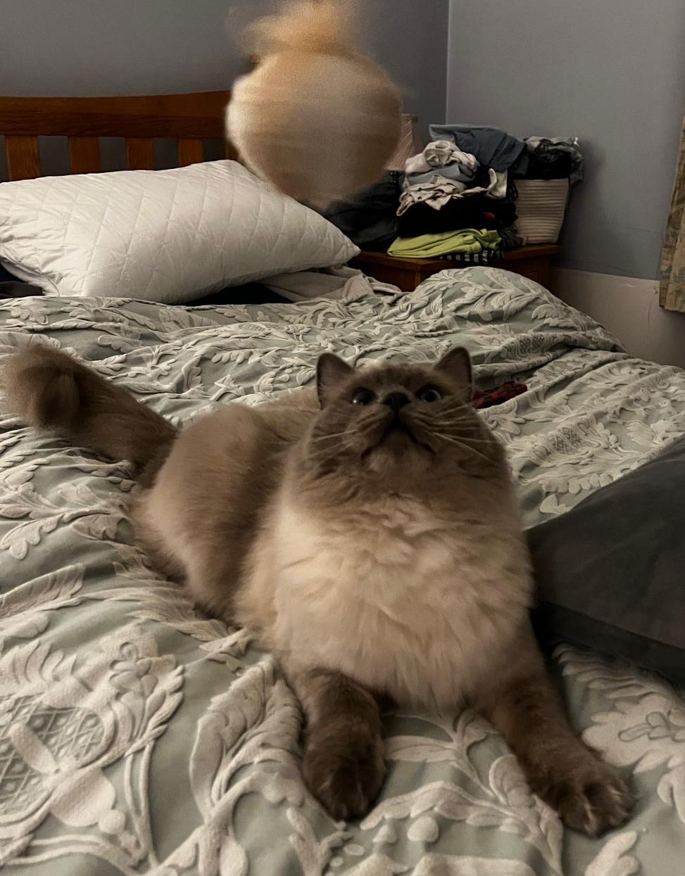 Fluffy cat on a bed looking up at a blurry, round object in the air