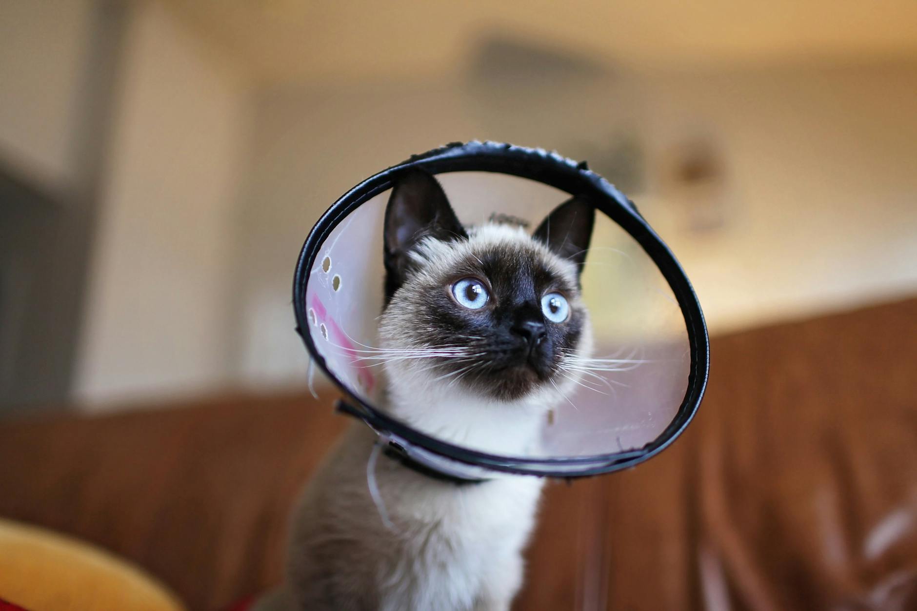 A Siamese-mix cat with bright blue eyes wearing a clear plastic Elizabethan collar (E-collar or 'cone of shame')