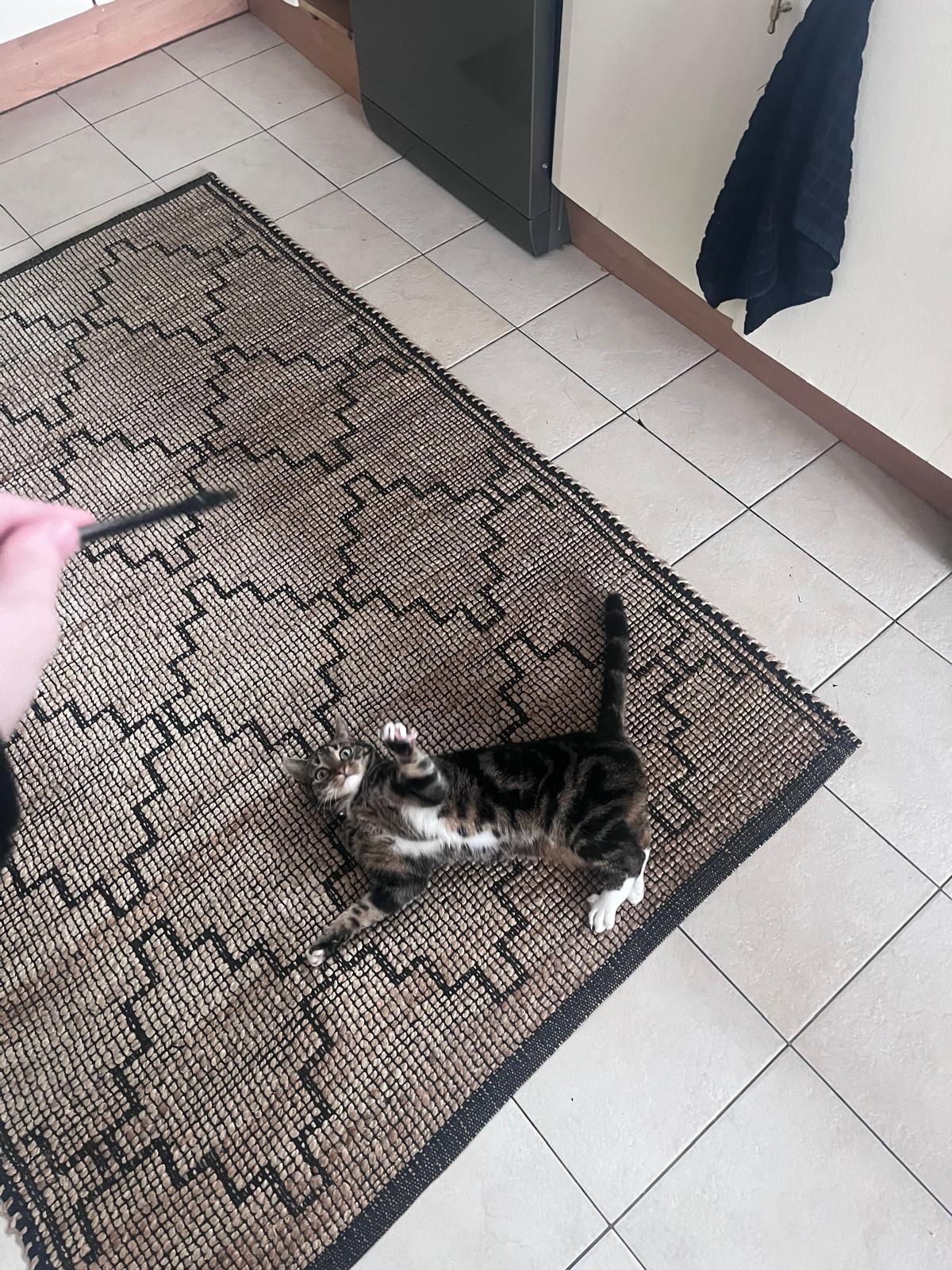 Mr. Onions the cat, tabby