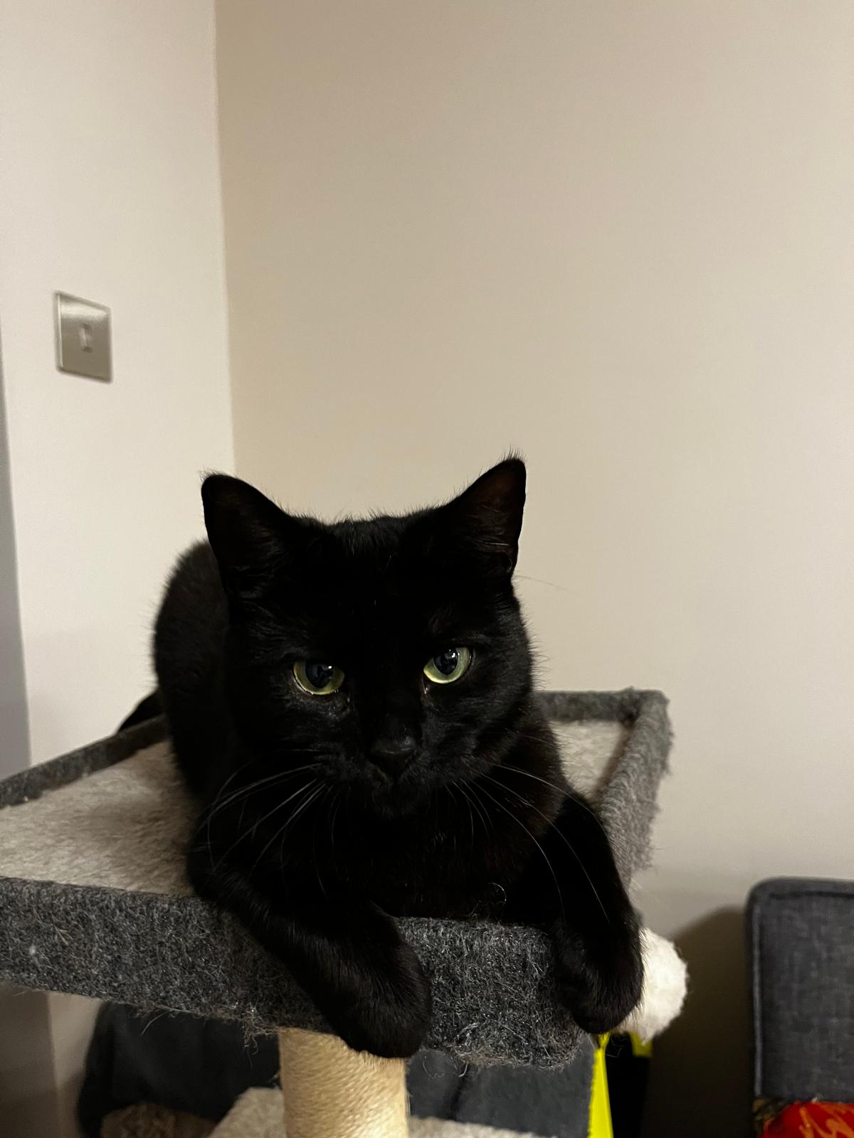 Nancy the cat, black