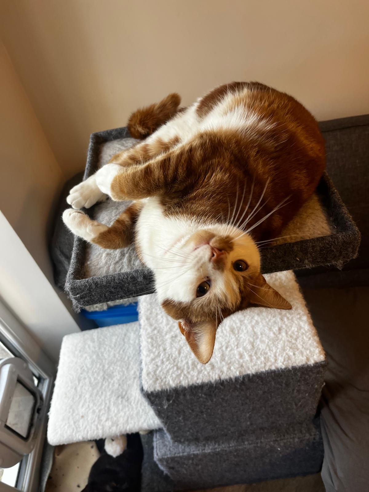 Oliver the cat, ginger and white