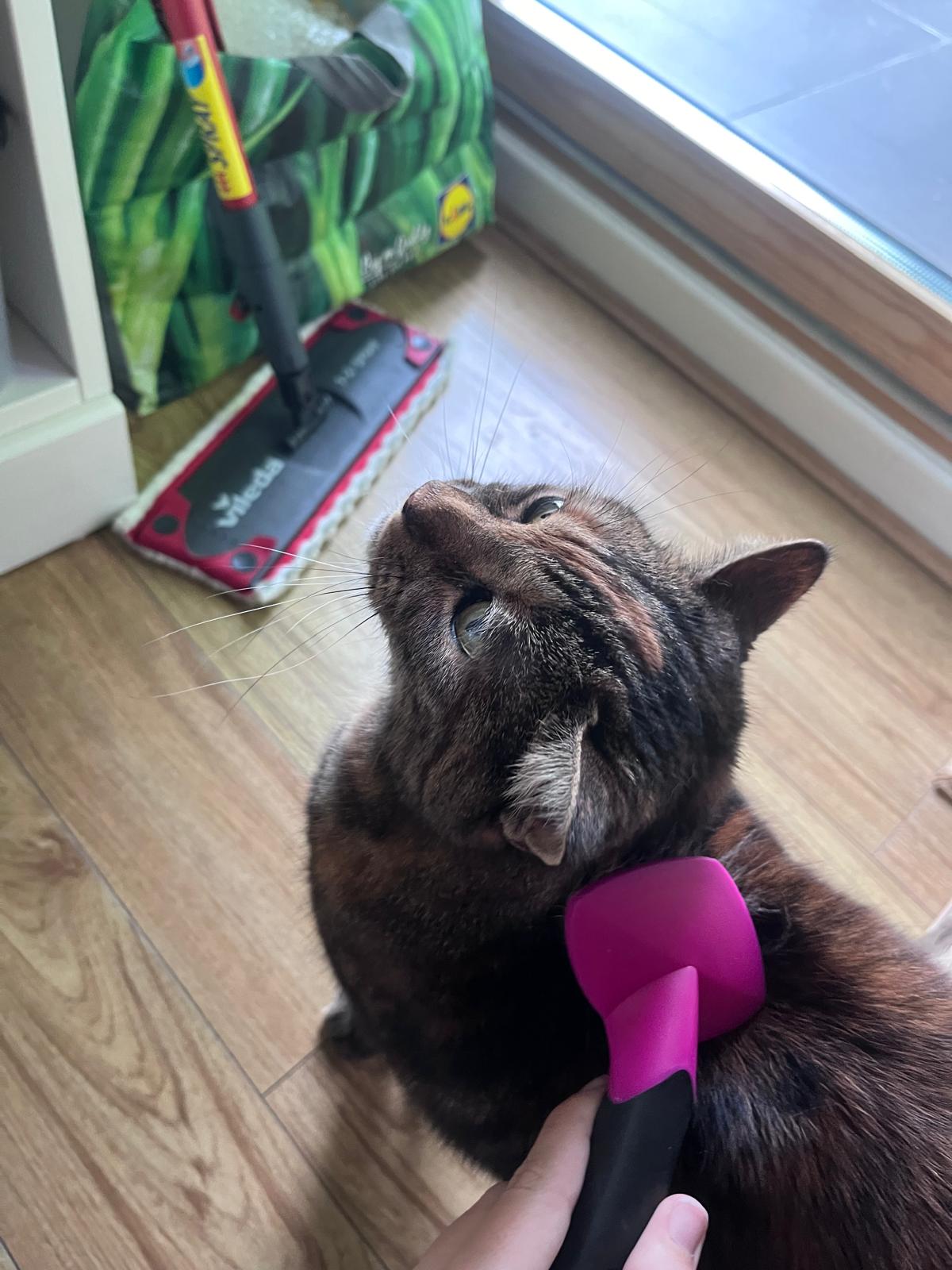 Sophia the cat, tabby