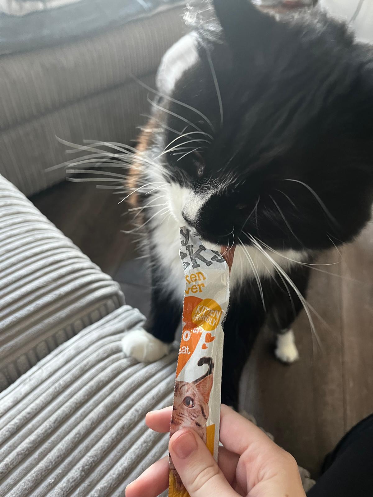 Zizi the cat, black and white